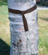 Hammock Tree Straps